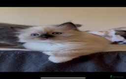 Ragdoll cats for sale: READY SOON!! PUREBRED RAGDOLL KITTENS - Image 29