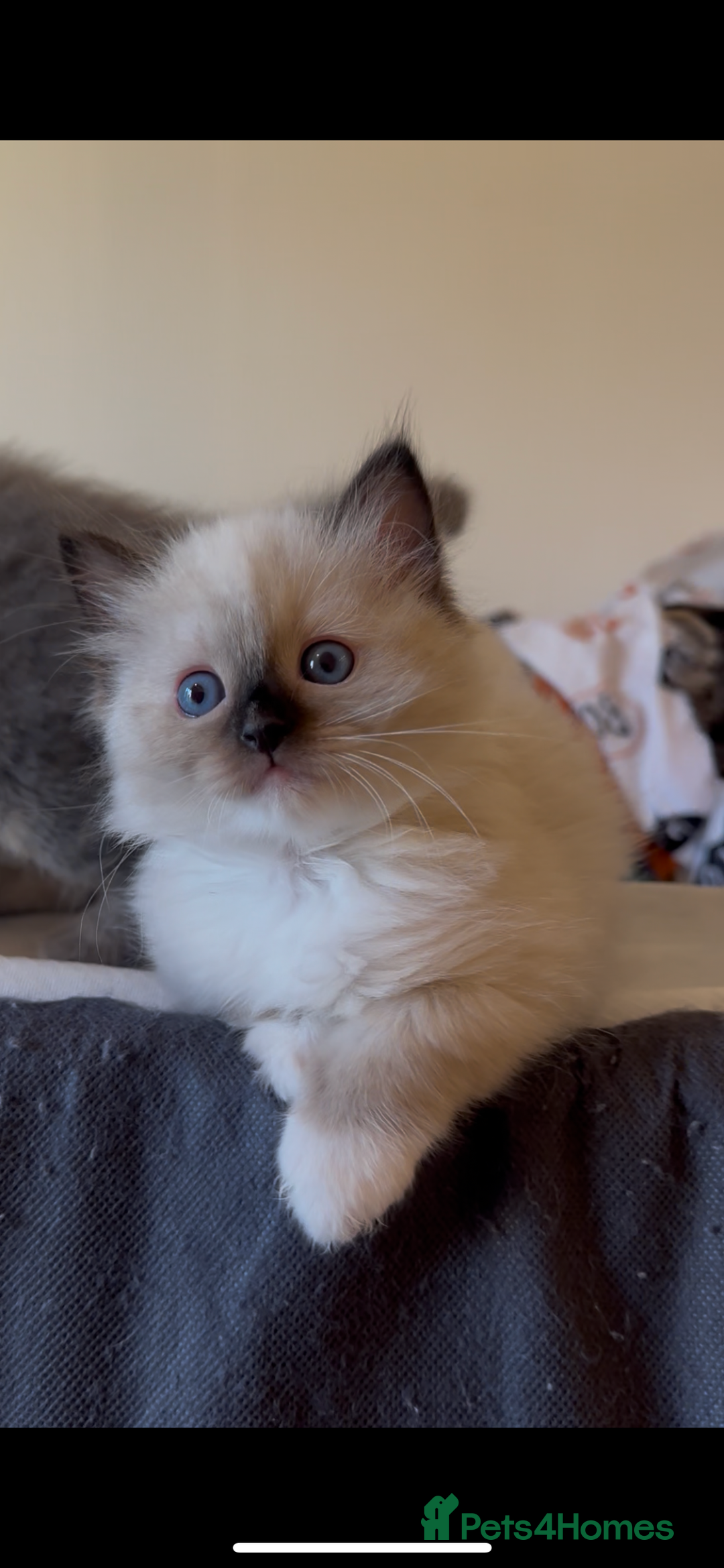 Ragdoll cats for sale: READY SOON!! PUREBRED RAGDOLL KITTENS - Image 29
