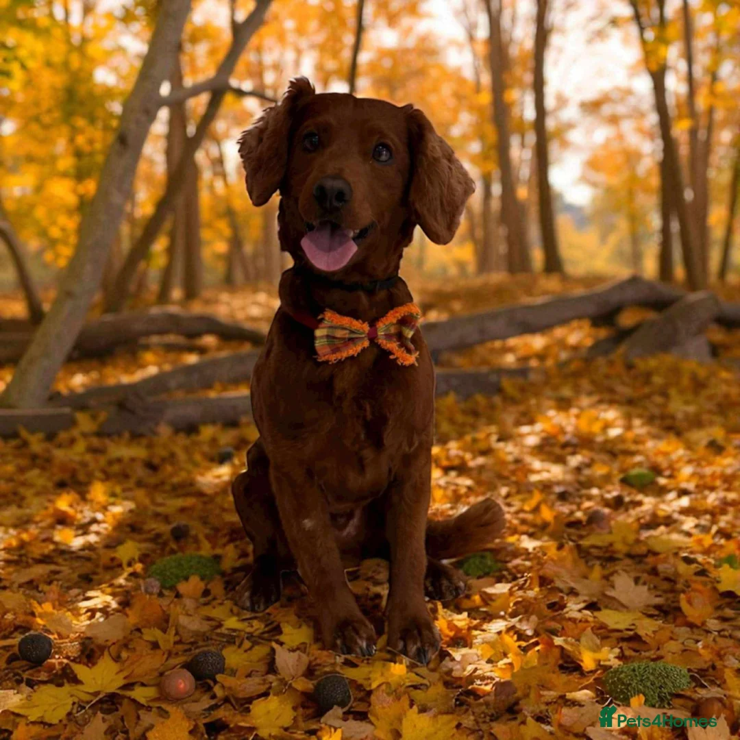 Cockapoo dogs for stud: ❤️ Beautiful Red F2 Cockapoo Stud – Proven – Teddy in Rotherham - Advert 1