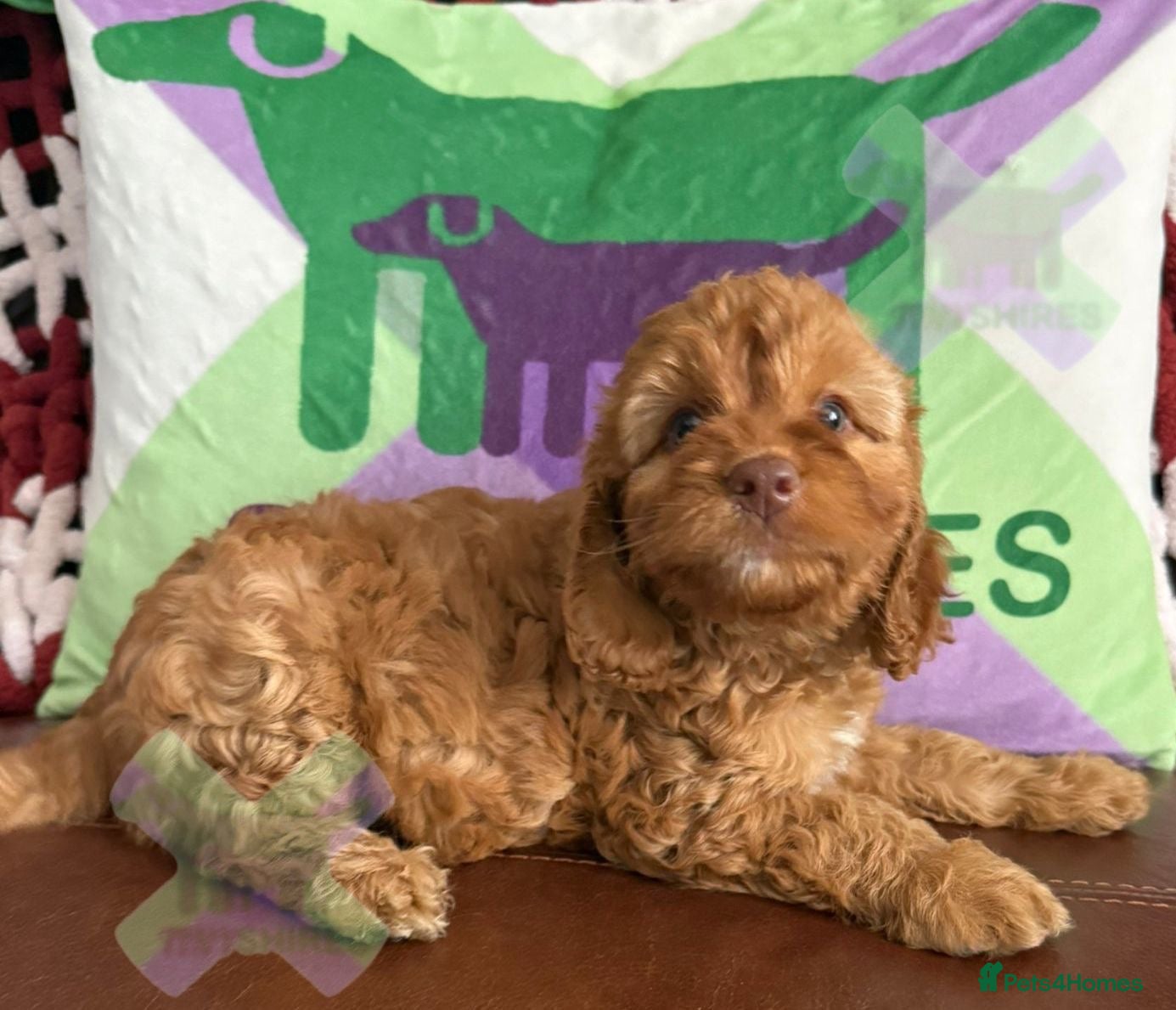 Cockapoo dogs F1 mini cockapoos 30 dna health tested clr - Advert 1