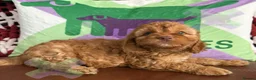 Cockapoo dogs for sale: F1 mini cockapoos 30 dna health tested clr - Advert 1