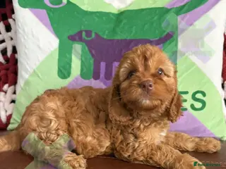 Cockapoo dogs for sale: F1 mini cockapoos 30 dna health tested clr - Advert 3