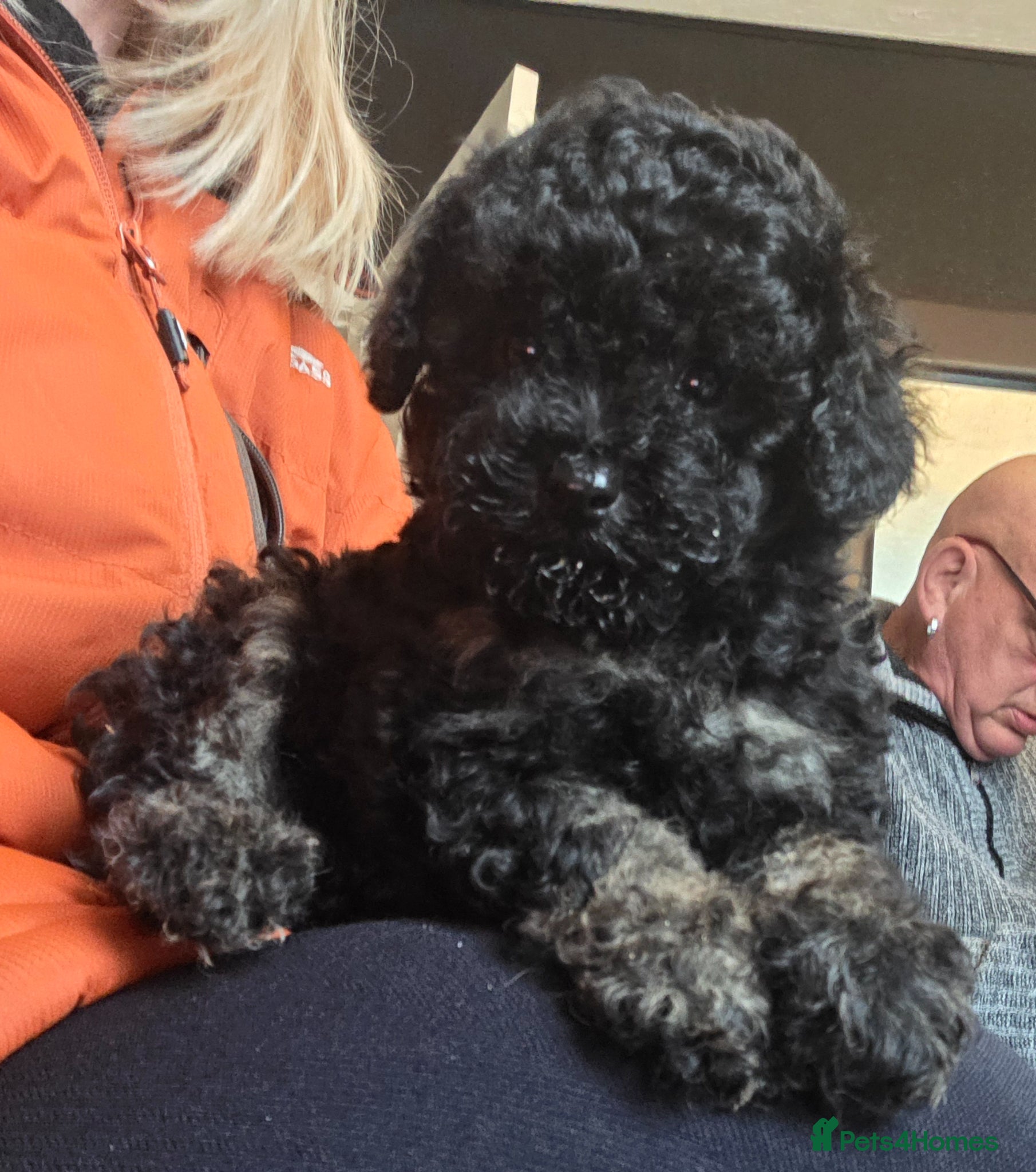 Toy Poodle dogs Gorgeous Toy poodle puppies  - Advert 10