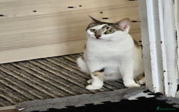 Domestic Shorthair cats for sale: Kittens  - Image 6