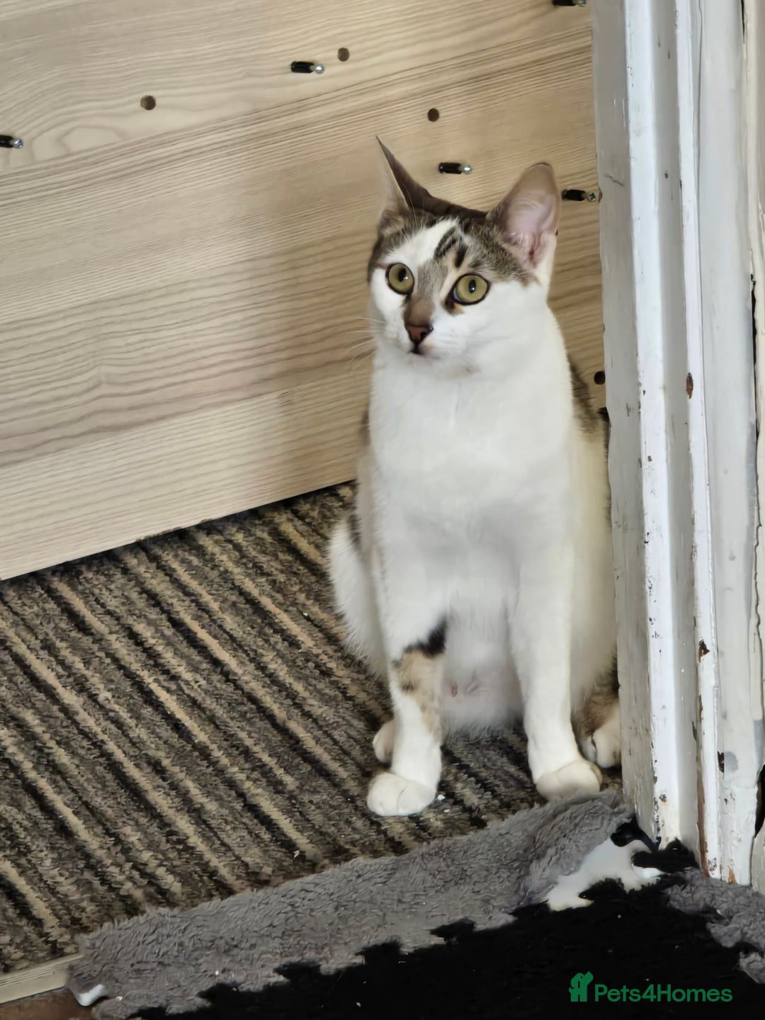 Domestic Shorthair cats for sale: Kittens  - Image 6