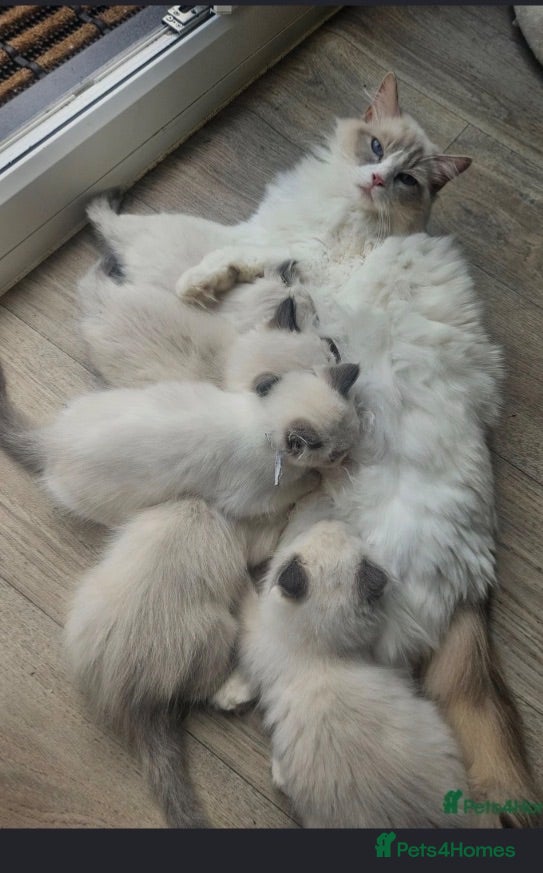 Ragdoll cats Blue tip ragdolls  - Advert 2