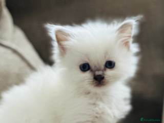 Ragdoll cats 🎀GCCF Heart-Melting Babies🦋 - Advert 16