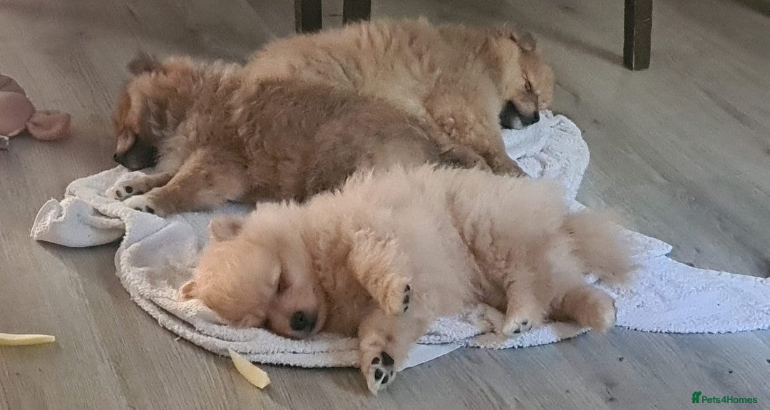 Pomeranian dogs for sale: 3 female pomeranian puppies  - Advert 2