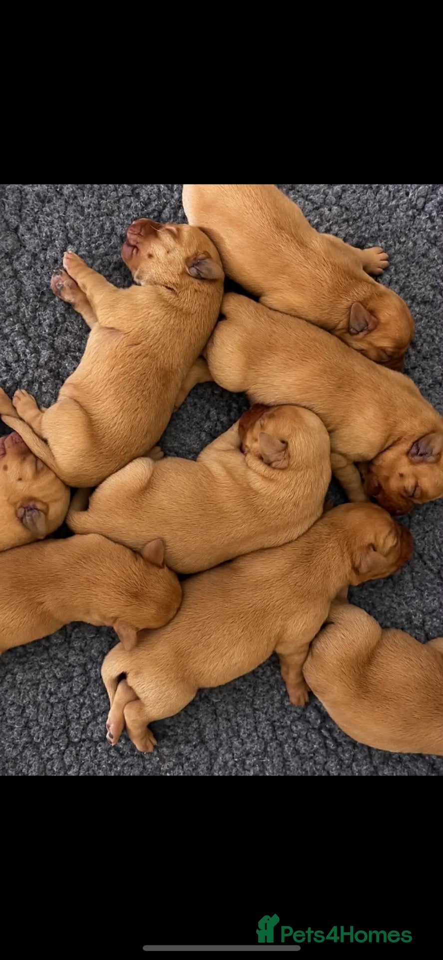 Labrador Retriever dogs ⭐️ Fox Red Lab Pups - Council licensed - Advert 2