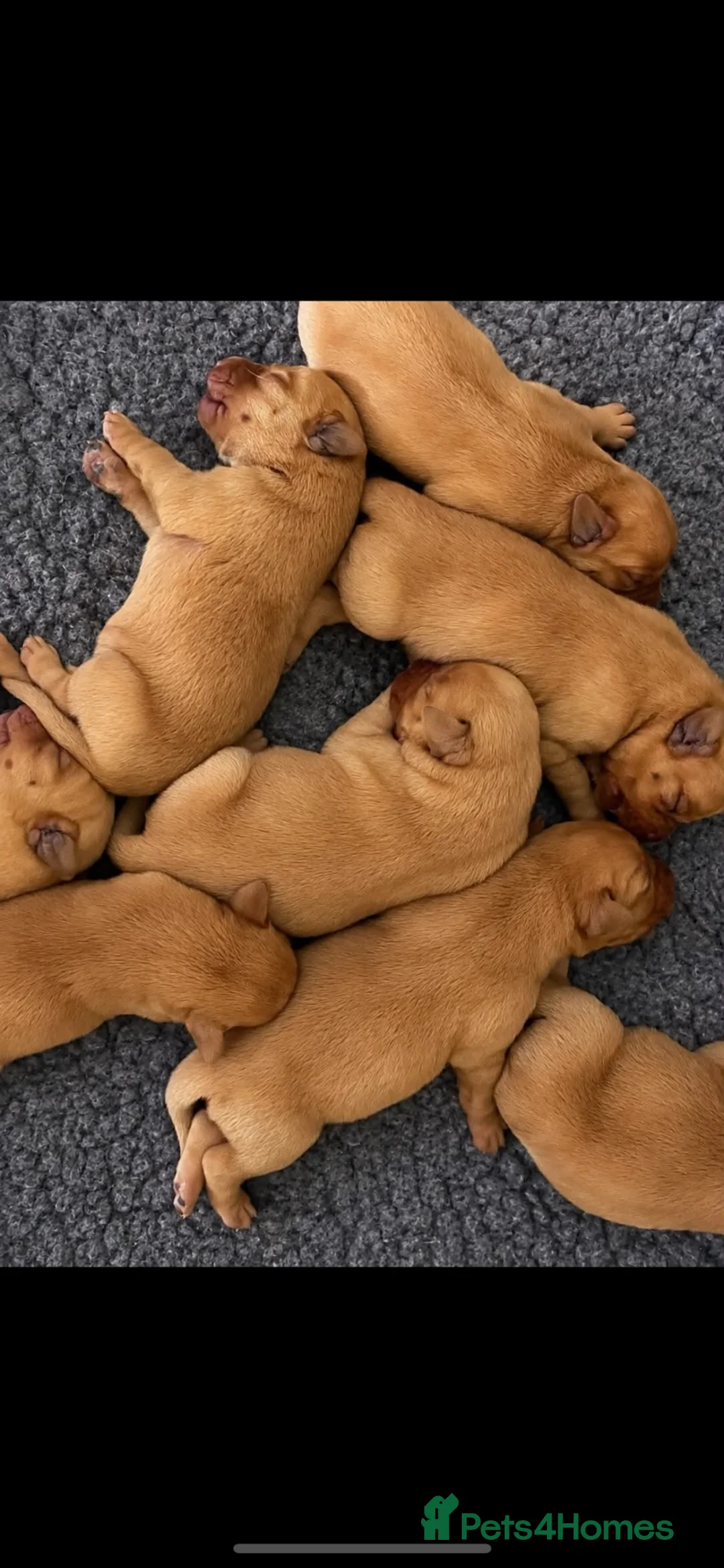 Labrador Retriever dogs for sale: ⭐️ Fox Red Lab Pups - Council licensed - Advert 2