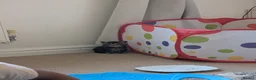 Domestic Shorthair cats for sale: Beautiful kittens  in Kettering - Advert 2