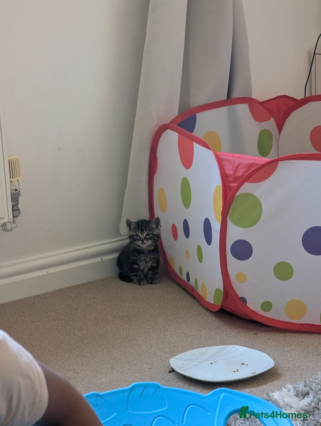 Domestic Shorthair cats for sale: Beautiful kittens  in Kettering - Advert 2