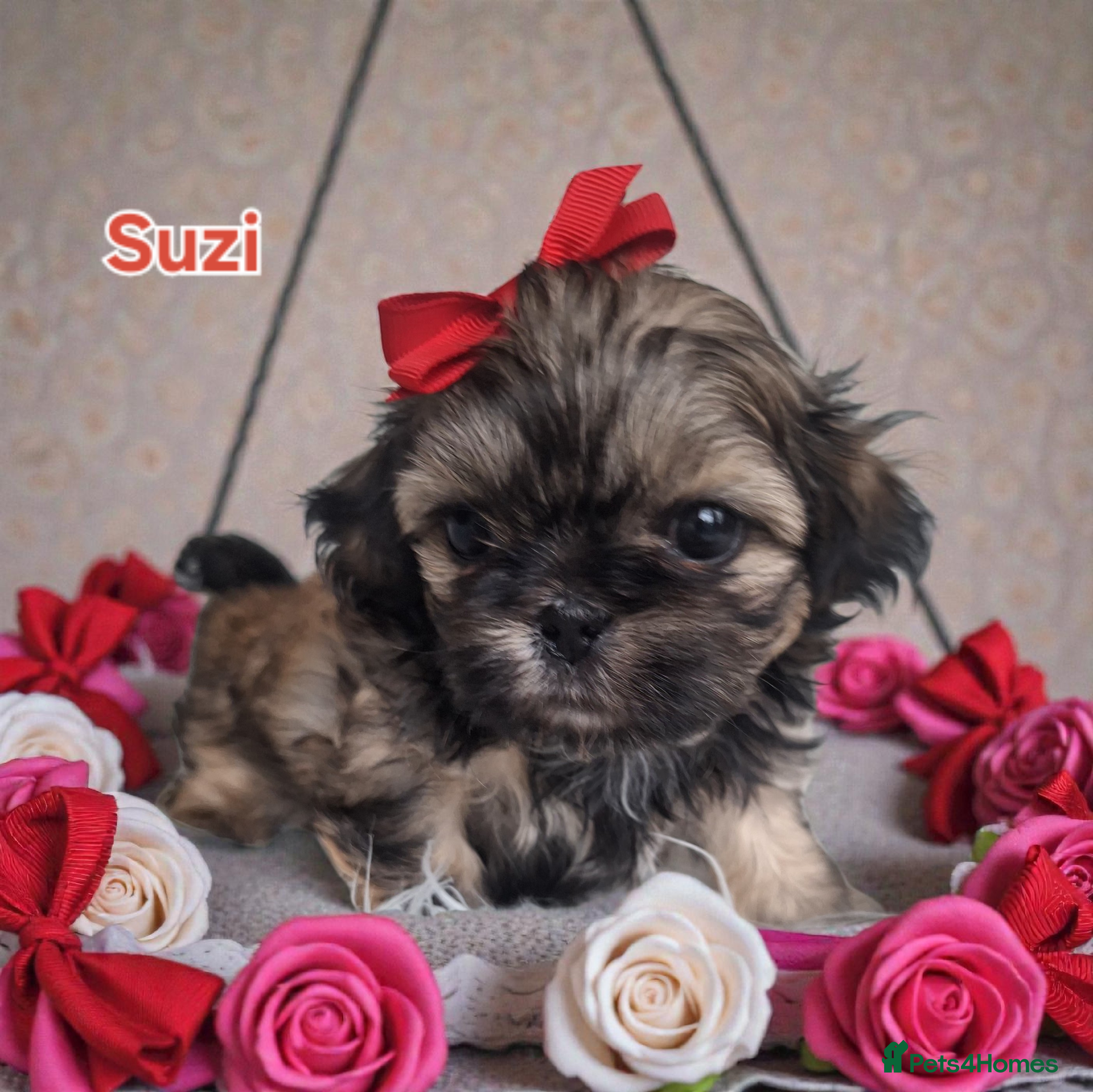 Shih Tzu dogs Beautiful Imperial Shih Tzus  - Advert 14