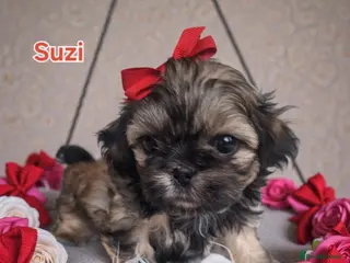 Shih Tzu dogs Beautiful Imperial Shih Tzus - Advert 14