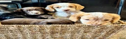 Cocker Spaniel dogs for sale: 🐾 Beautiful Working RKC Cocker Spaniel Puppies🐾 - Advert 3