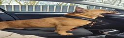 French Bulldog dogs for stud: MOOSE 🫎 KC registered + Silver FBCE  - Advert 4