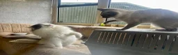 Ragdoll cats for sale: Ragdoll Kittens Due May - Advert 5