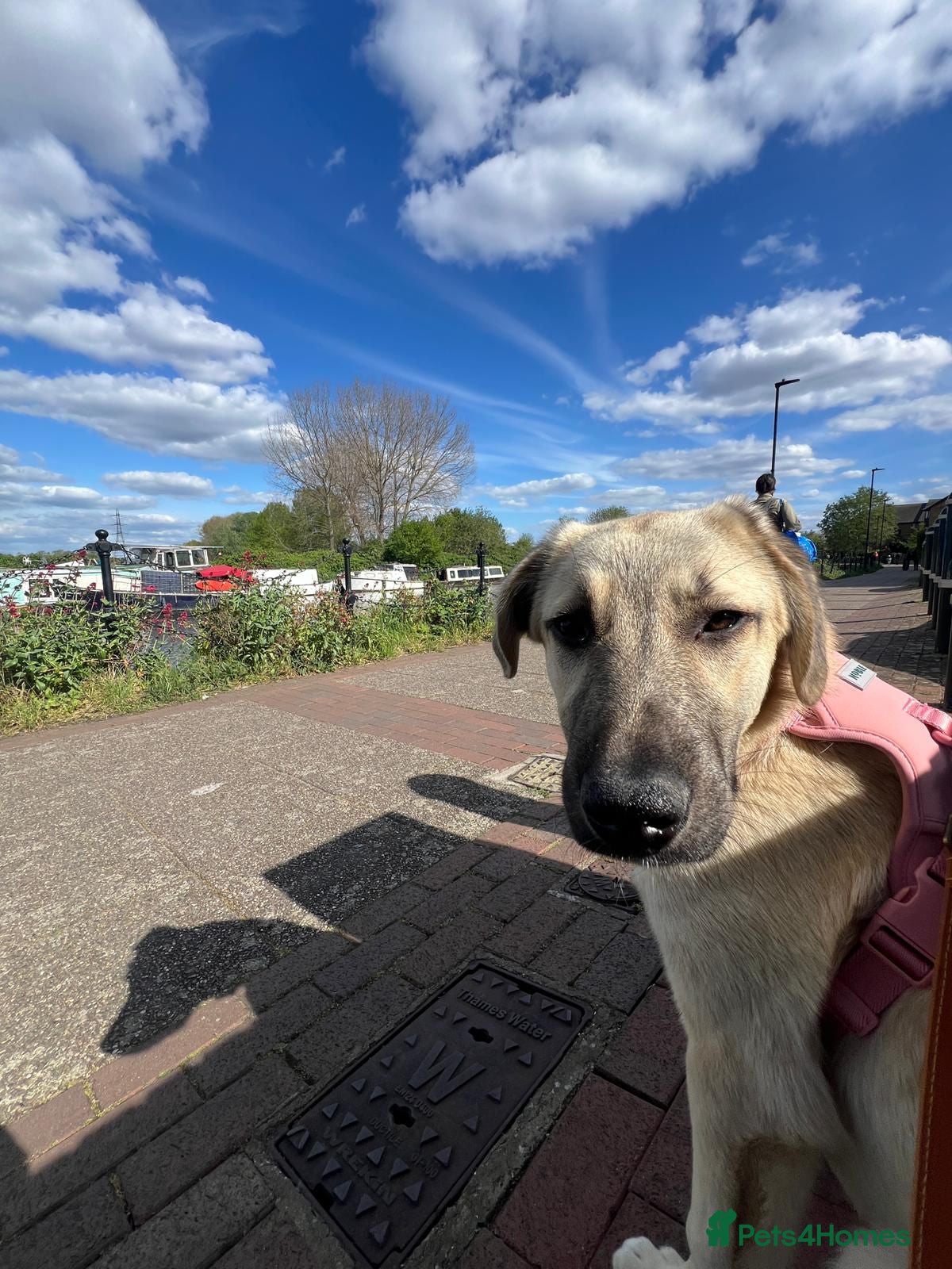 Anatolian Shepherd dogs Cindy – Sweet Young Anatolian Shepherd Girl 🐾 - Advert 1