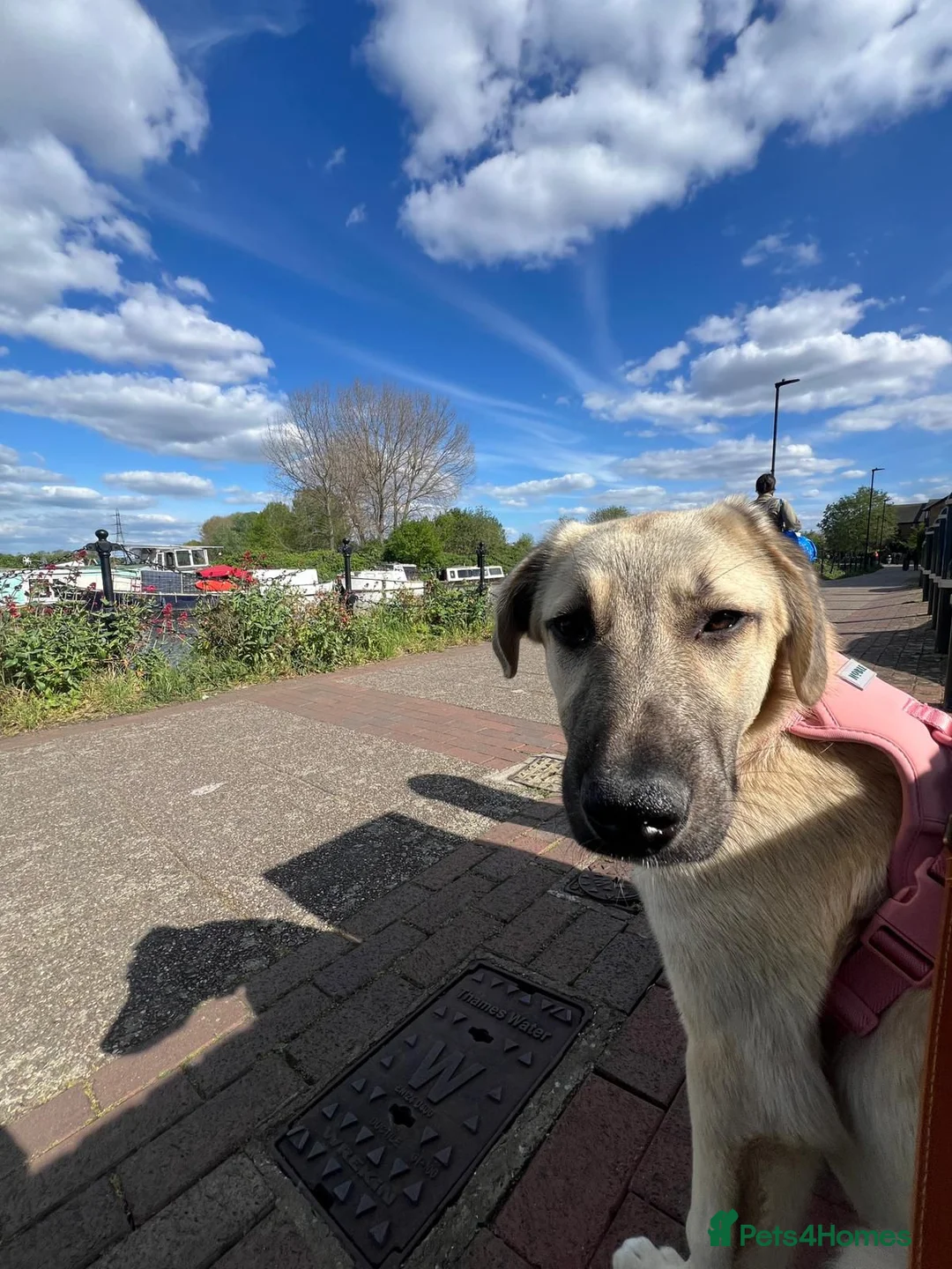 Anatolian Shepherd dogs for adoption: Cindy – Sweet Young Anatolian Shepherd Girl 🐾 in London - Advert 1