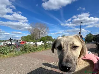 Anatolian Shepherd dogs Cindy – Sweet Young Anatolian Shepherd Girl 🐾 - Advert 1