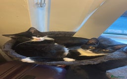 British Longhair cats for sale: Kitten - Image 7