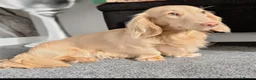Miniature Dachshund dogs for sale: 5* licensed KC long haired miniature Dachshunds  - Advert 10