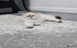 British Longhair cats for sale: Stunning Colour Point Girl - Advert 2