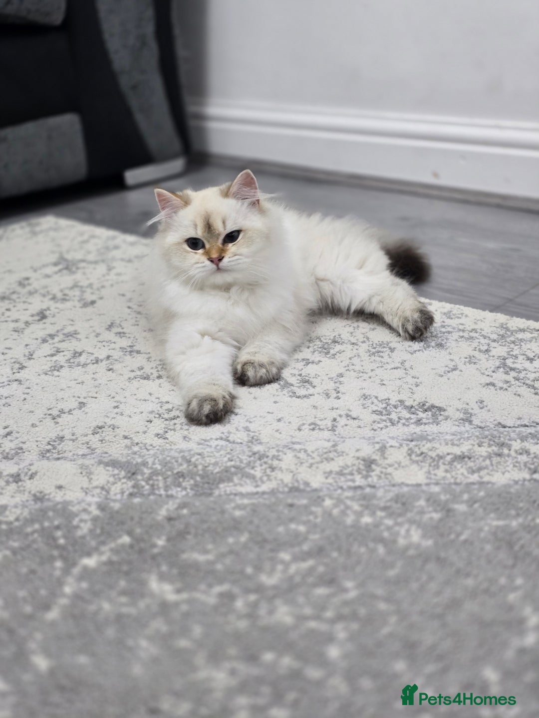 British Longhair cats for sale: Stunning Colour Point Girl - Advert 2