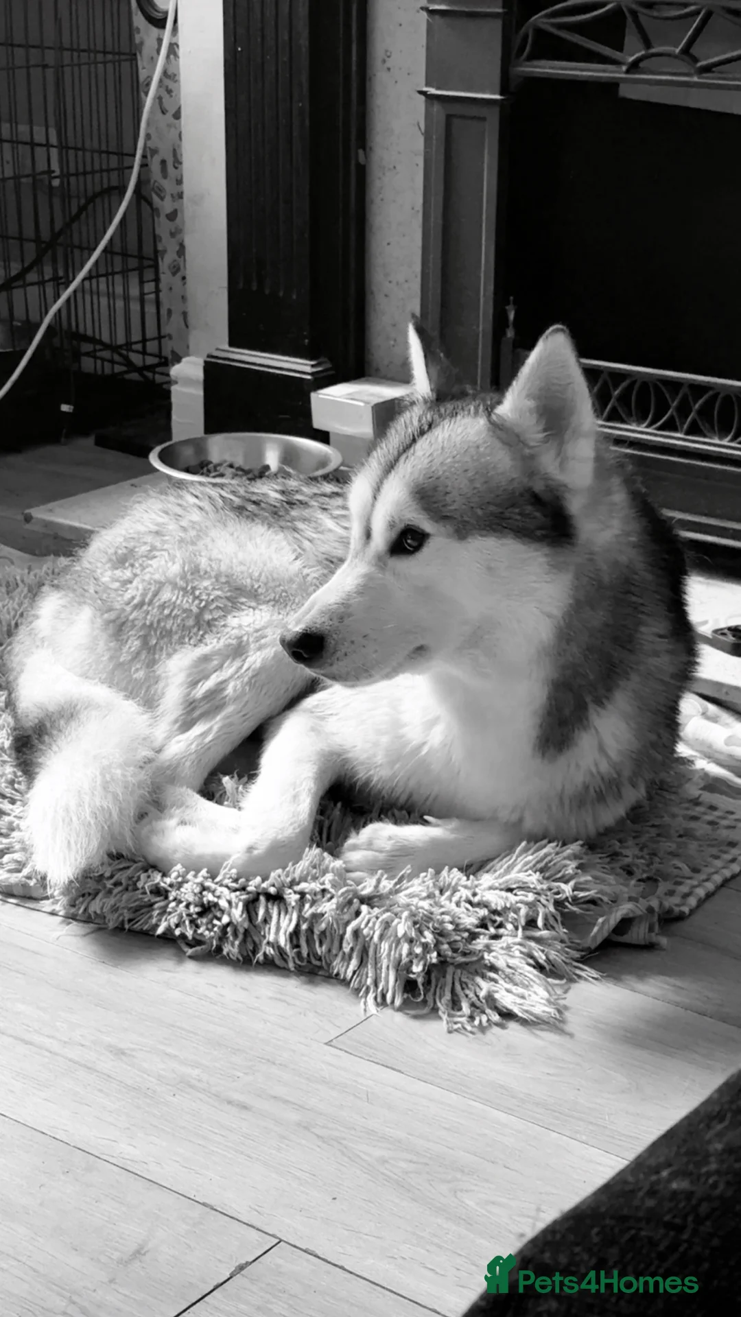 Siberian Husky dogs for stud: Look to Stud - Advert 7