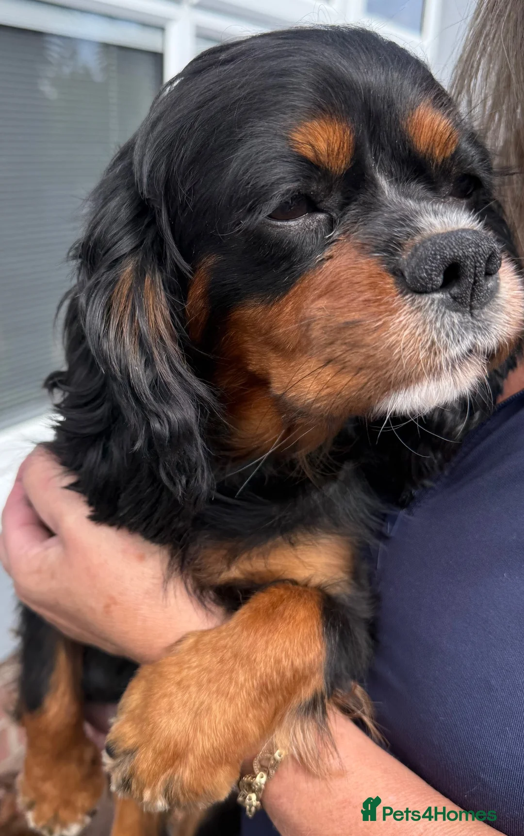 Cavalier King Charles Spaniel dogs for sale: King Charles cavalier puppies  - Advert 26