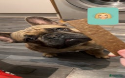 French Bulldog dogs for sale: prince - Image 1