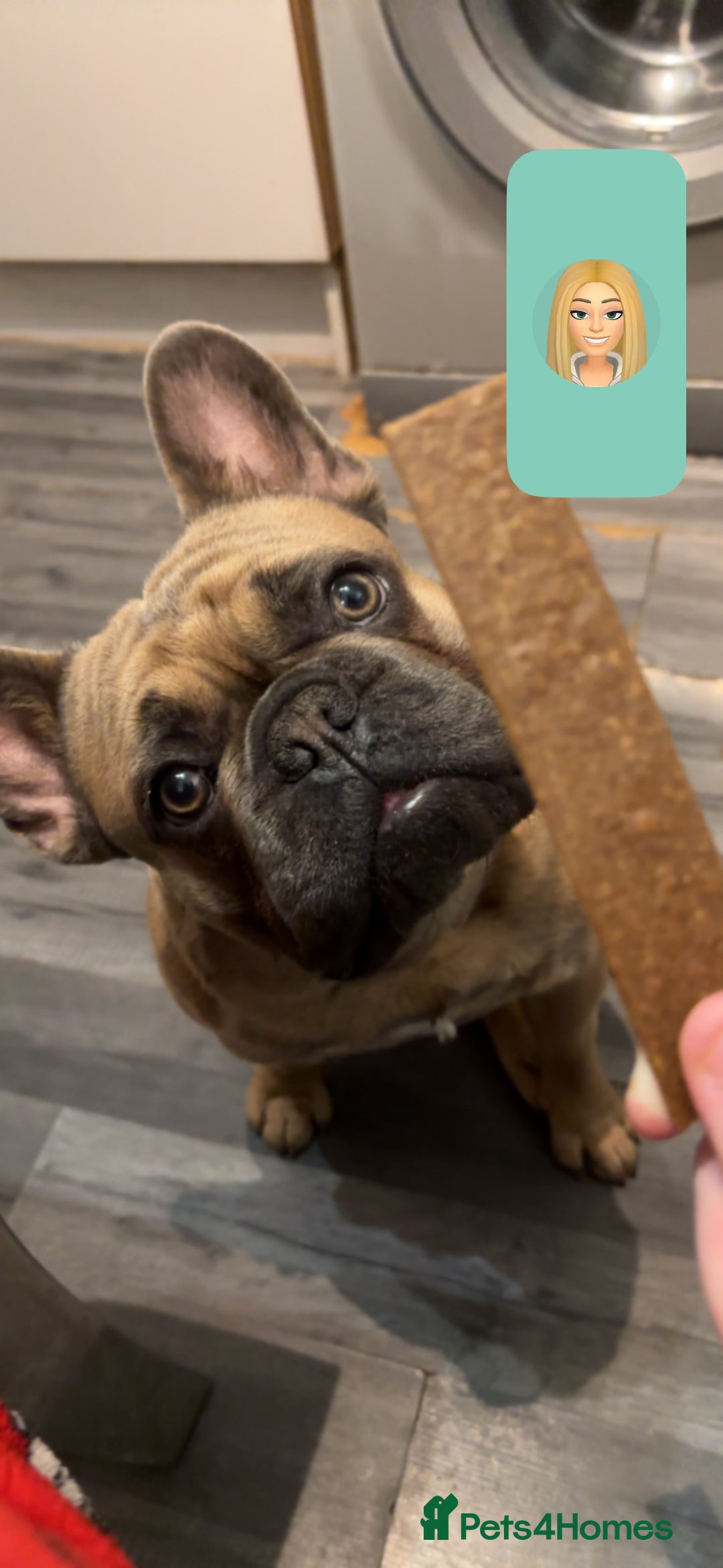 French Bulldog dogs for sale: prince - Image 1