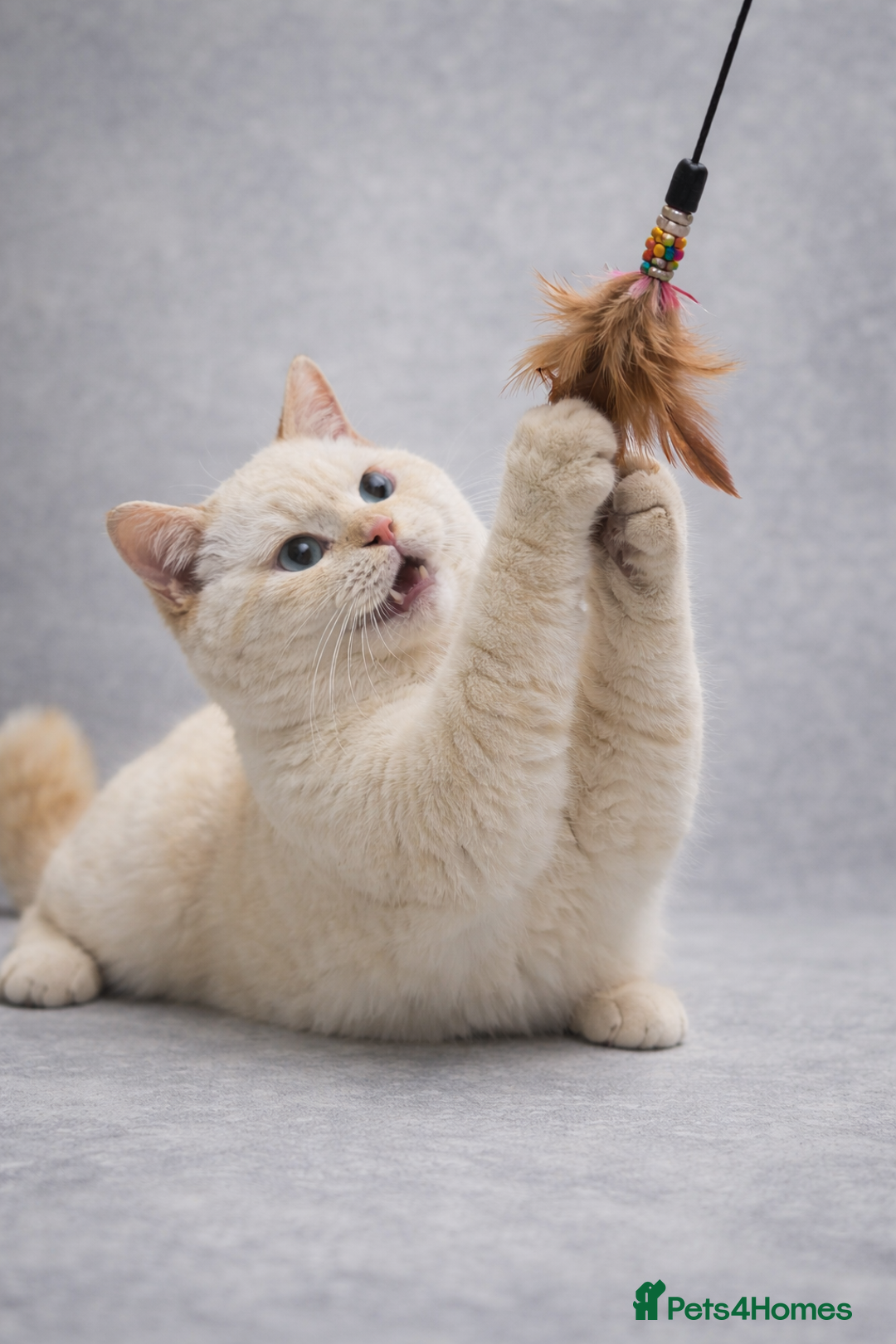 British Shorthair cats for sale: 24 Week Old RARE Red Point British Shorthair Boy - Advert 1