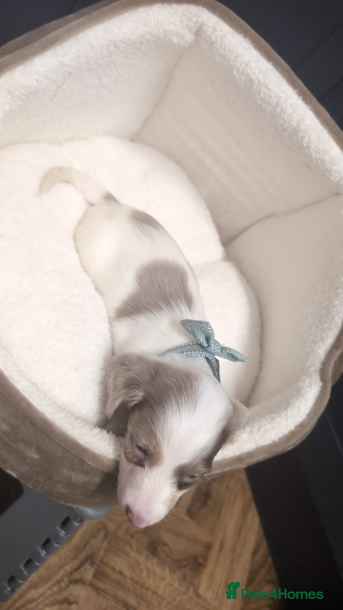Miniature Dachshund dogs Kc registered Longhaired miniature dachshunds  - Advert 2