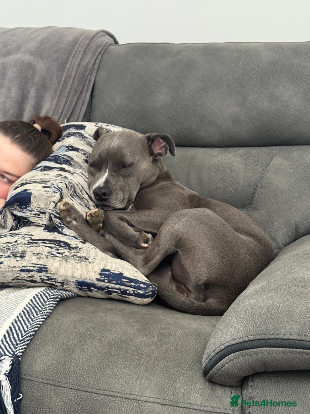 Staffordshire Bull Terrier dogs for sale: Rehoming, please read below. - Advert 23