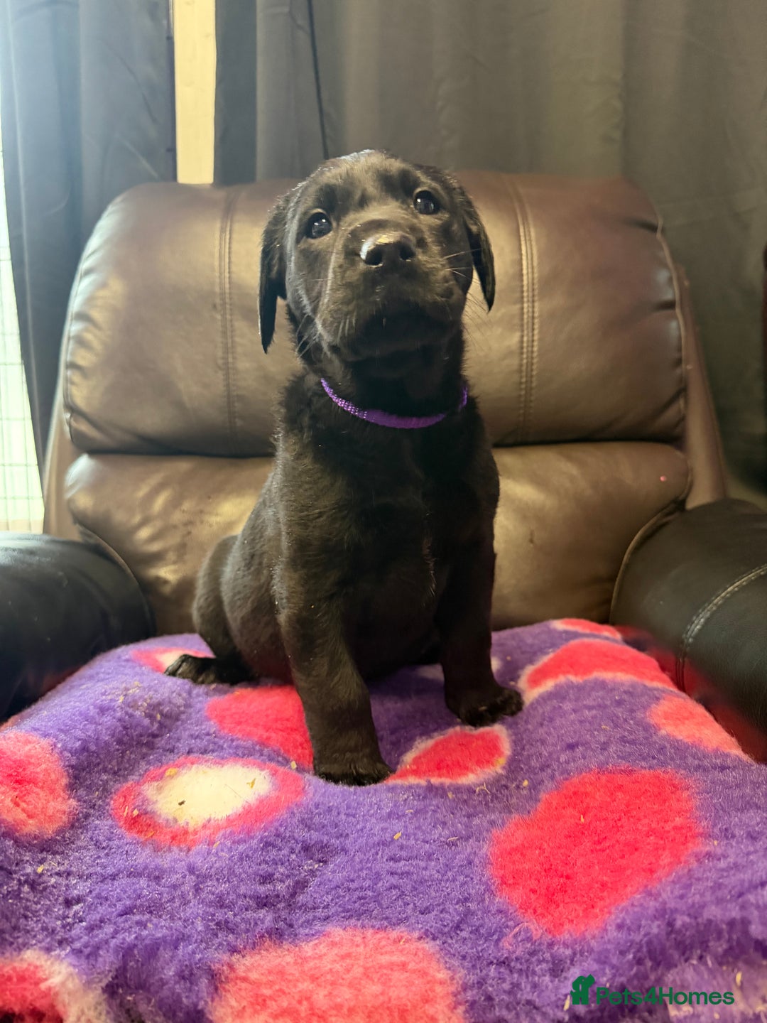 Labrador Retriever dogs for sale: Labradors 6 chunky black boys and 1 little girl - Advert 10
