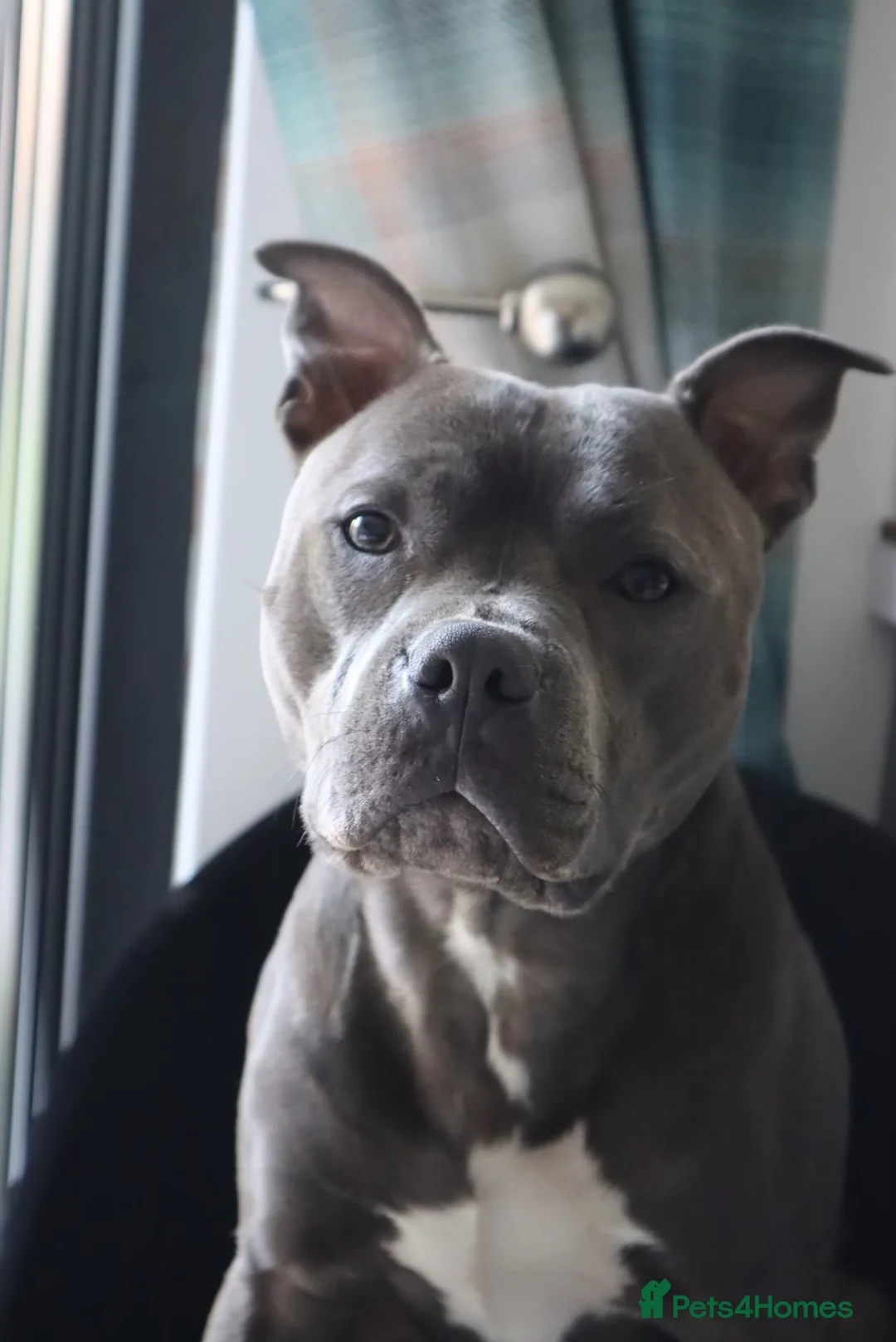 Staffordshire Bull Terrier dogs for stud: Blue Staffordshire Bull Terrie Stud  - Advert 4