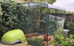 Chickens poultry for sale: 3x hens free (Eglu and run £300) - Image 2