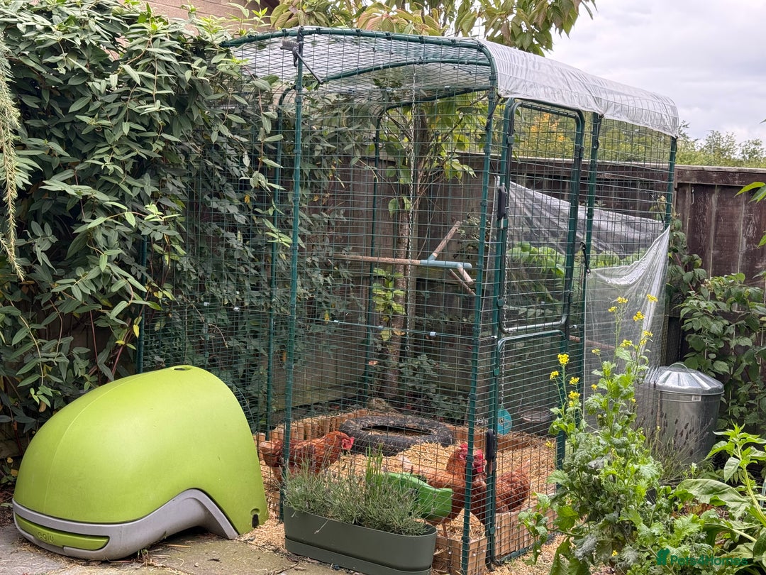 Chickens poultry for sale: 3x hens free (Eglu and run £300) - Image 2