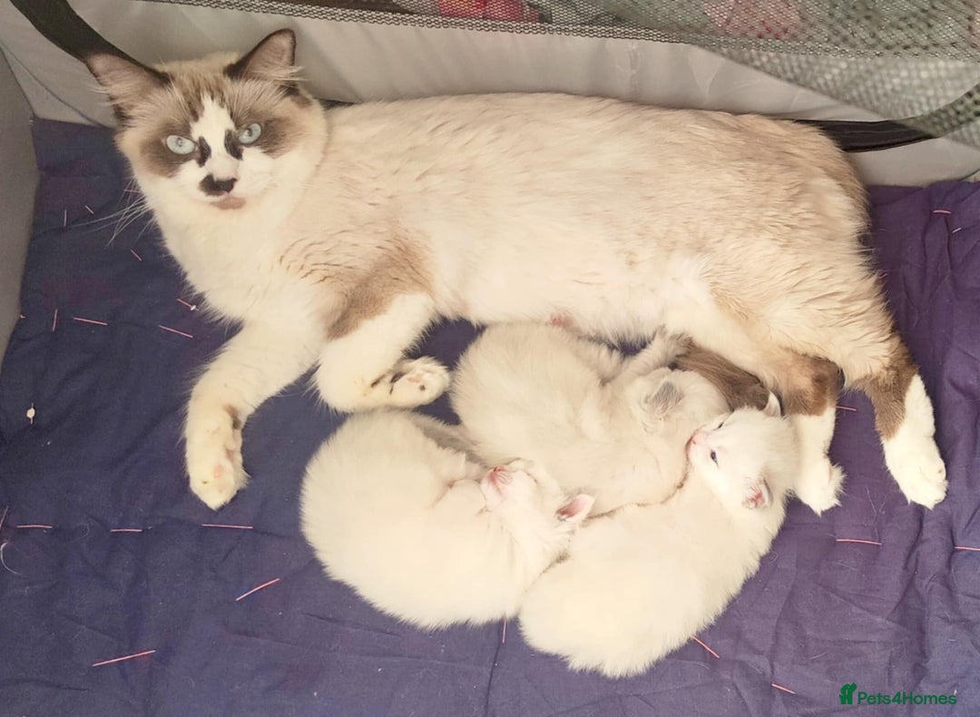 Ragdoll cats for sale: ❤️ Sweet Purrs Await: Your Ragdoll Friend ❤️ - Advert 4