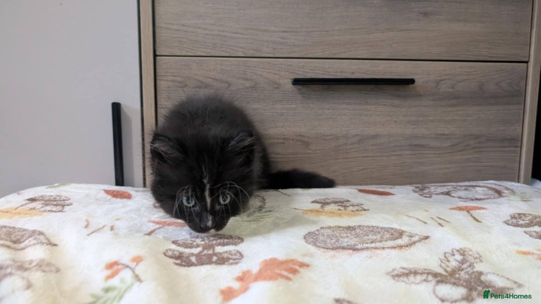 Maine Coon cats for sale: Maine Coon - Image 5
