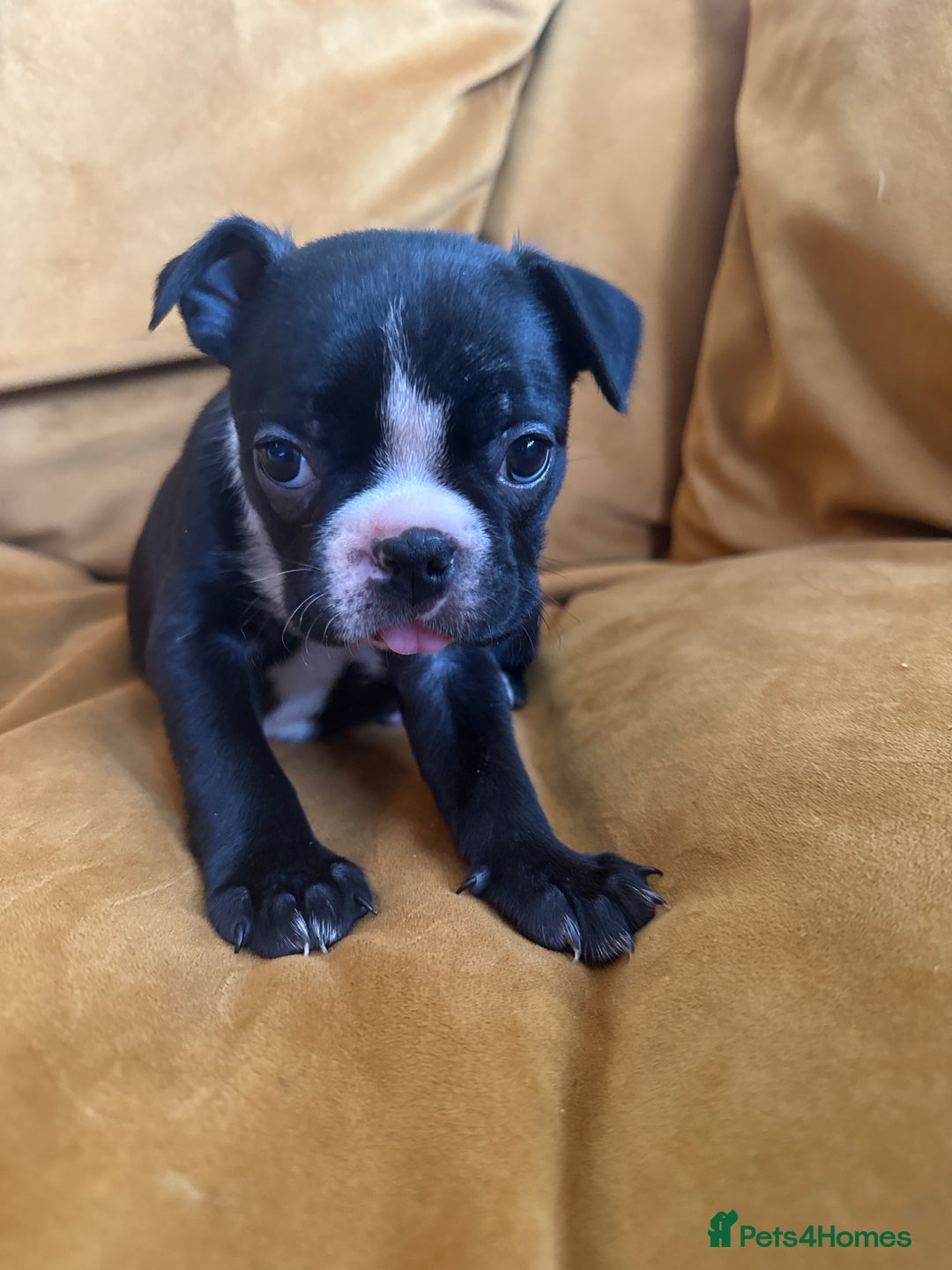 Boston Terrier dogs for sale: Exceptional Blue Boston Terrier Puppies 💙🐾 - Image 35