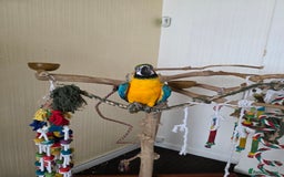 Parrots birds for sale: Baby blue and gold macaw  - Image 2