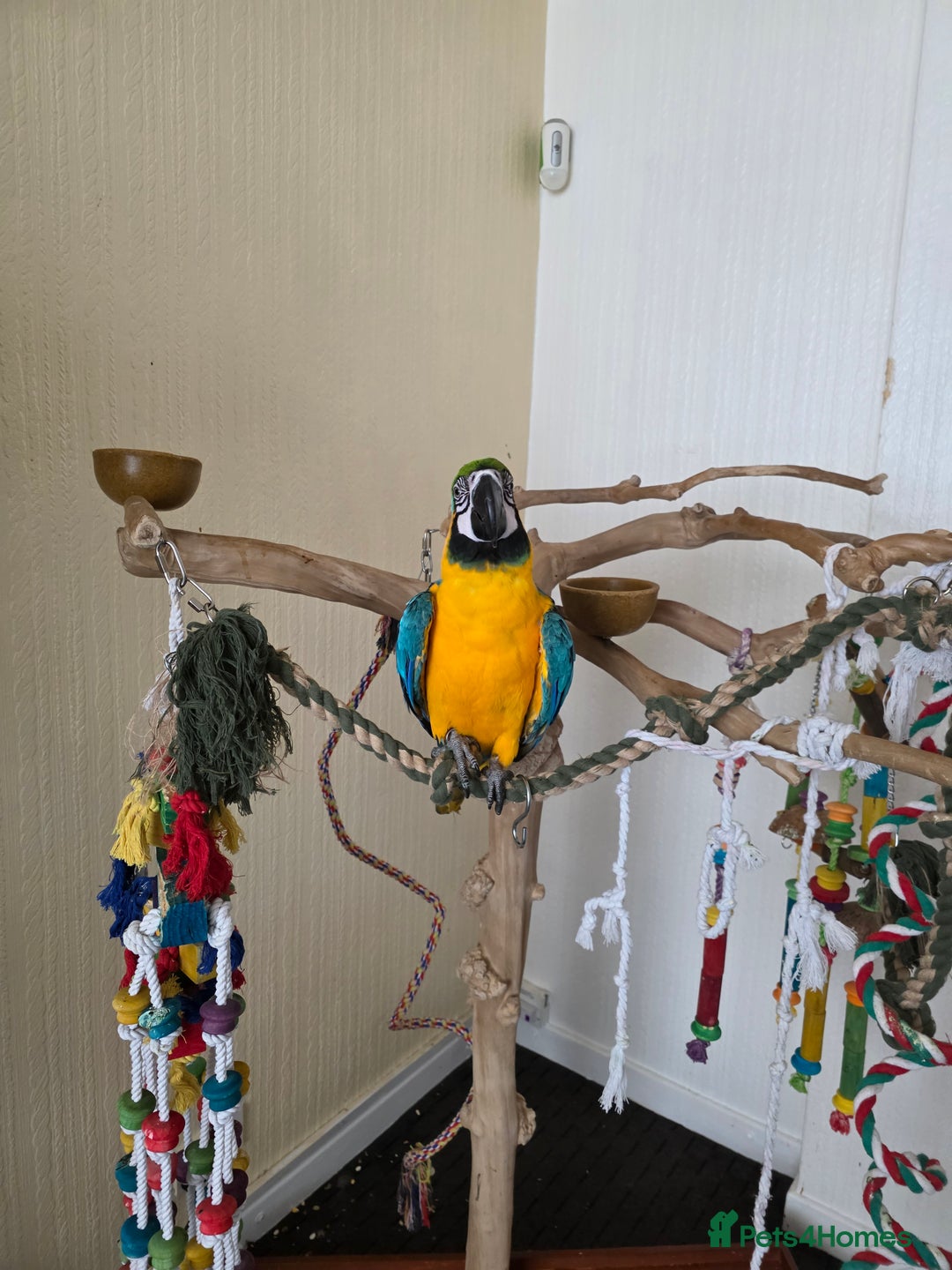 Parrots birds for sale: Baby blue and gold macaw  - Image 2
