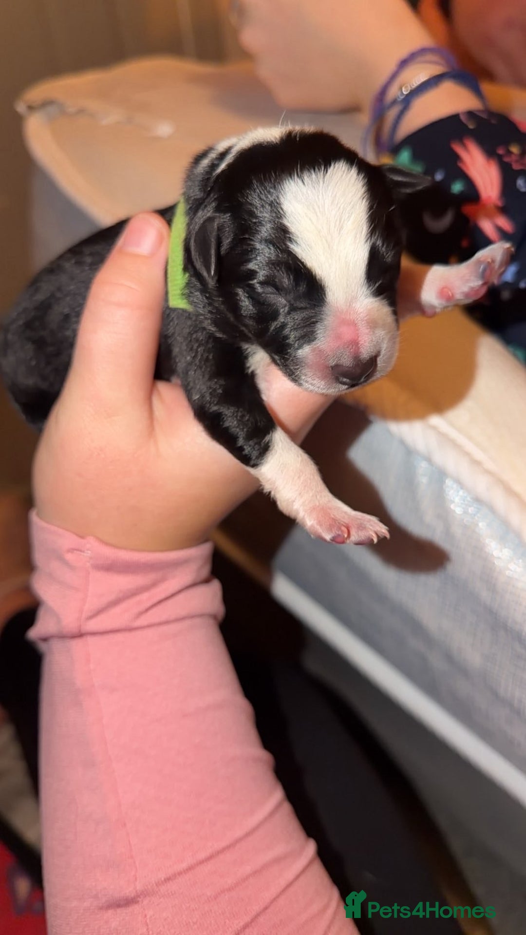 Border Collie dogs for sale: Border collie pups - Image 11