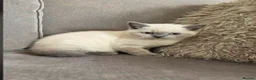 British Shorthair cats for sale: British Shorthaired kittens available  - Advert 5