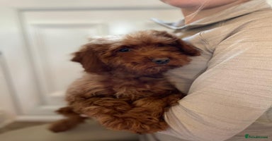 Cockapoo dogs F1 fox red cockapoos mixed littler new ad   - Advert 16