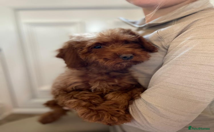 Cockapoo dogs - Advert 13