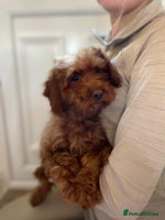 Cockapoo dogs F1 fox red cockapoos mixed littler new ad - Advert 5