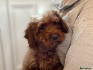 Cockapoo dogs - Advert 31